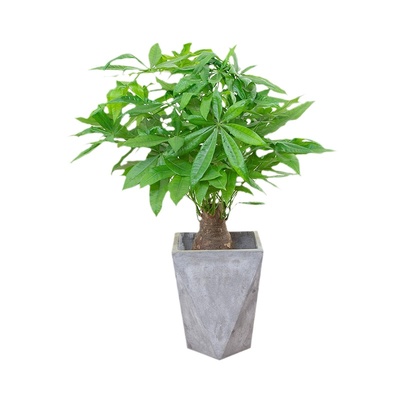 绿植独杆办公室包邮热卖发财树