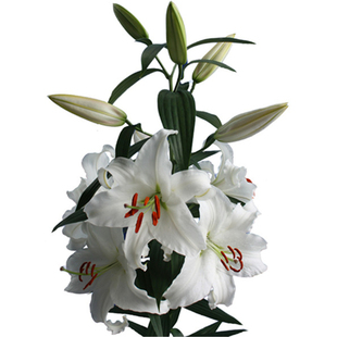 2个包邮 绿园花开百合种球香水百合种球东方重瓣OTLO铁炮花球根