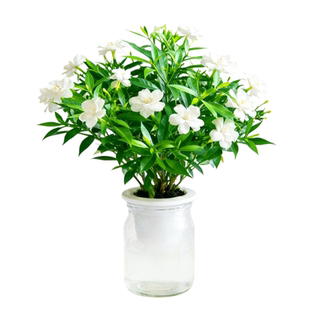 风车茉莉花水培植物室内好养适合新手无土绿植盆栽春季开花散射光