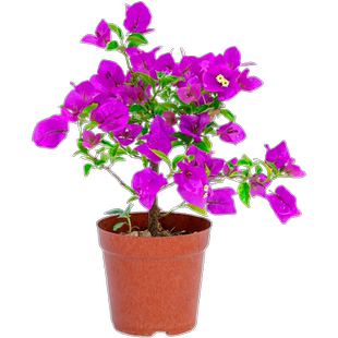 新品种三角梅盆栽小苗室内阳台庭院好养花卉四季开花不断爬藤植物