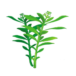 东北费菜种子中草药景天三七根苗多年生易活植物家庭园艺阳台盆栽