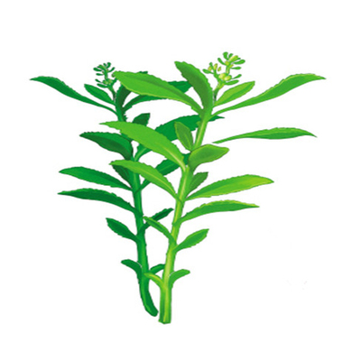东北费菜种子中草药景天三七