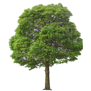 香樟树苗龙脑樟树驱蚊驱虫小叶香樟木树名贵苗木庭院绿化风景大树