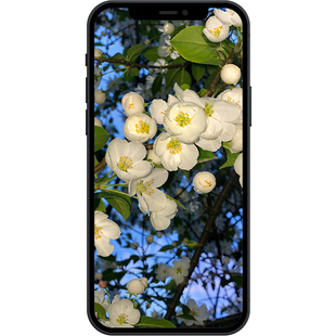 白海棠花特写治愈8K超清壁纸iphone苹果安卓手机电脑ipad平板壁纸