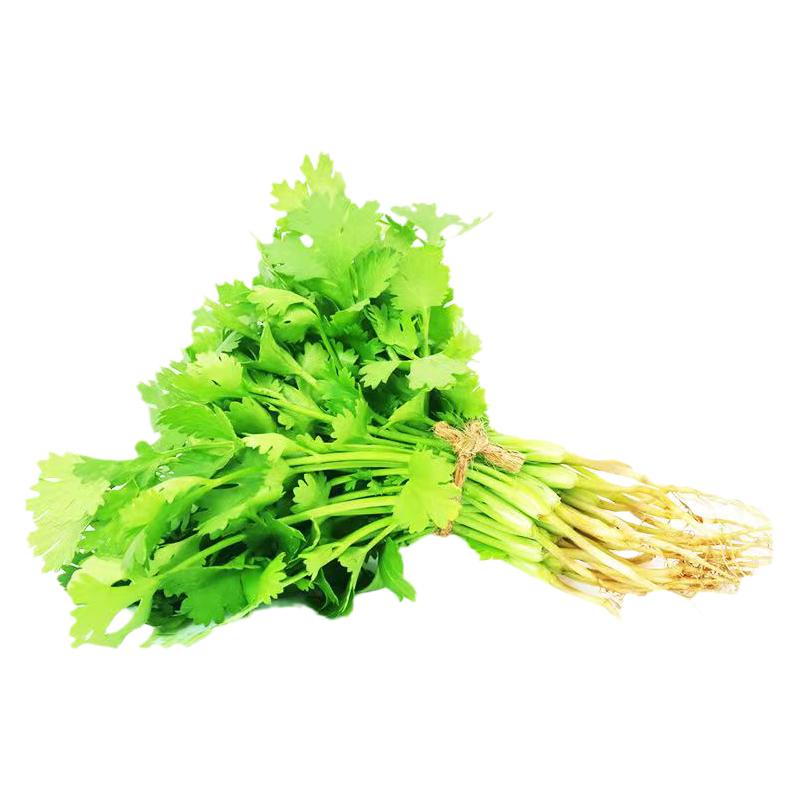 正宗香菜秧苗蔬菜苗四季香菜苗