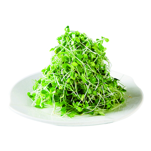 红油香椿苗芽苗菜种子香椿籽无土栽培纯蔬菜芽苗籽可水培