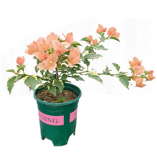 马斯三角梅盆栽带花老桩绿漳红樱飘枝爬藤植物阳台室内四季开花卉