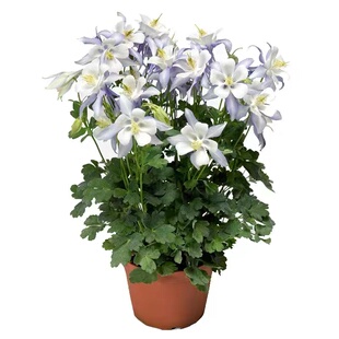 耧斗菜花种子四季易活开花室内外盆栽花种孑花草植物花卉花种籽子