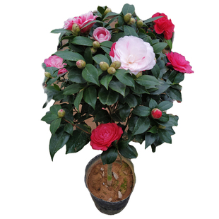 名贵五色赤丹茶花树苗四季开花特大号盆栽带花苞植物木花卉本室内