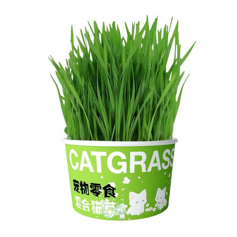 鹦鹉麦芽草粮大麦种子新鲜鸟零食调理肠胃清新口气鸟草解闷啄毛