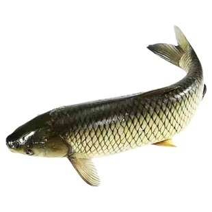 正品种草鱼淡水鱼鱼类易养易活耐寒草鱼品种