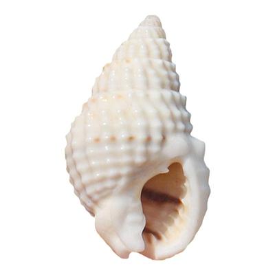 螺贝艺小织纹螺DIY手工材料