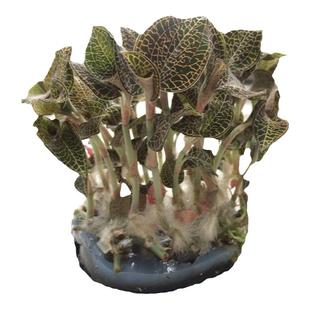 福建南靖品种 金线莲种苗 组培苗 金线莲瓶苗 红霞 厂家直供鲜品