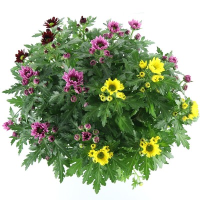 盆栽植物室外耐寒带土花卉千头菊