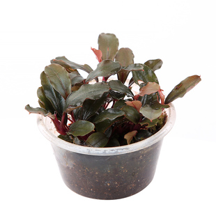 辣椒榕布朗尼紫红丝绒新旦新嘉针叶稀有椒草蓝精灵水草缸造景植物