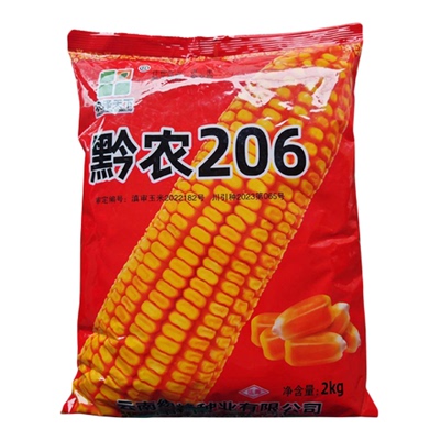 玉米种子黔农206高产大棒