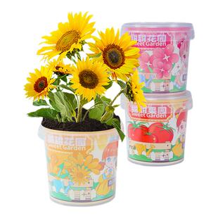 小花农儿童种植小盆栽装观察薄荷可食用香草种子植物向日葵草莓籽