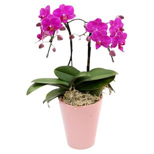 日本迷迪蝴蝶兰 鲜花盆栽 高档礼品 室内盆栽 桌面花卉 新款花朵