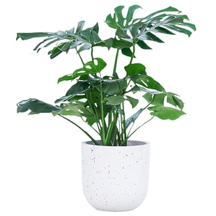 龟背竹大盆栽室内高级感水培开背大叶老桩好养绿植客厅办公桌植物