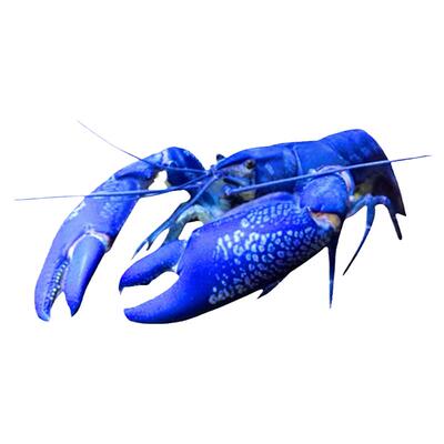 鳌虾观赏虾淡水龙虾天空火山幽灵
