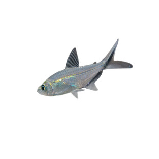 黑尾大勾灯 灯鱼 草缸鱼 群游鱼 观赏鱼 热带鱼 淡水鱼 小型鱼