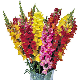 金鱼草花种子多年生宿根花卉种籽植物盆栽室内阳台种易活耐寒耐阴