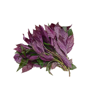 紫背天葵苗四季阳台盆栽秧苗紫背菜补血观音菜苗血皮菜蔬菜秧苗籽