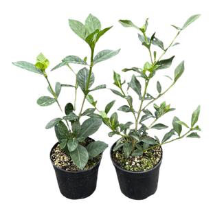 法莲栀子花小叶寿星盆栽八重咲栀子花重瓣浓香花卉多季开花绿植