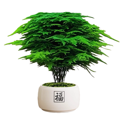 大文竹盆栽招财旺宅桌面绿植工位