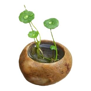 铜钱草小绿植水养草籽花卉室内盆栽好养耐活净化水质水培植物