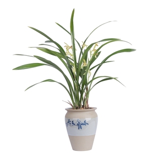 建兰素心盆栽天香素浓香型观兰花植物室内四季好养名贵带花苞花卉