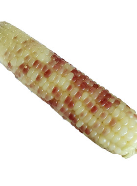 正宗版纳花糯香甜糯玉米粗粮代餐