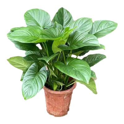 千年健盆栽内办公客厅四季常青