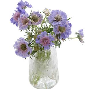 新鲜蓝盆花鲜花云南基地直发室内水养植物新鲜插花鲜切花真花花束