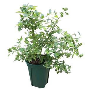 特大蓝莓树果苗盆栽地栽带土耐寒南北方种植苗庭院当年结果蓝莓苗