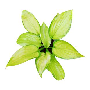 **进口玉簪花苗彩叶植物庭院四季迷你小型金边花叶玉簪苗盆栽包邮