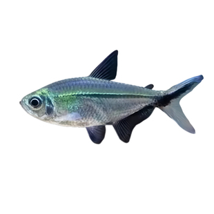 黑尾大勾鱼群游鱼草缸小型活体热带观赏鱼淡水红绿灯灯科鱼宠物鱼