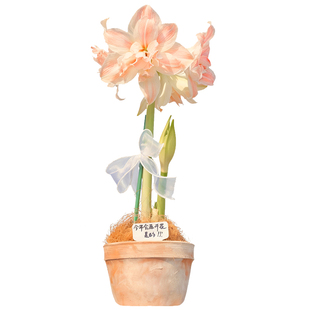 进口朱顶红盆栽大种球阿弗雷鬼魅玫瑰花漾多年生球根花卉阳台植物