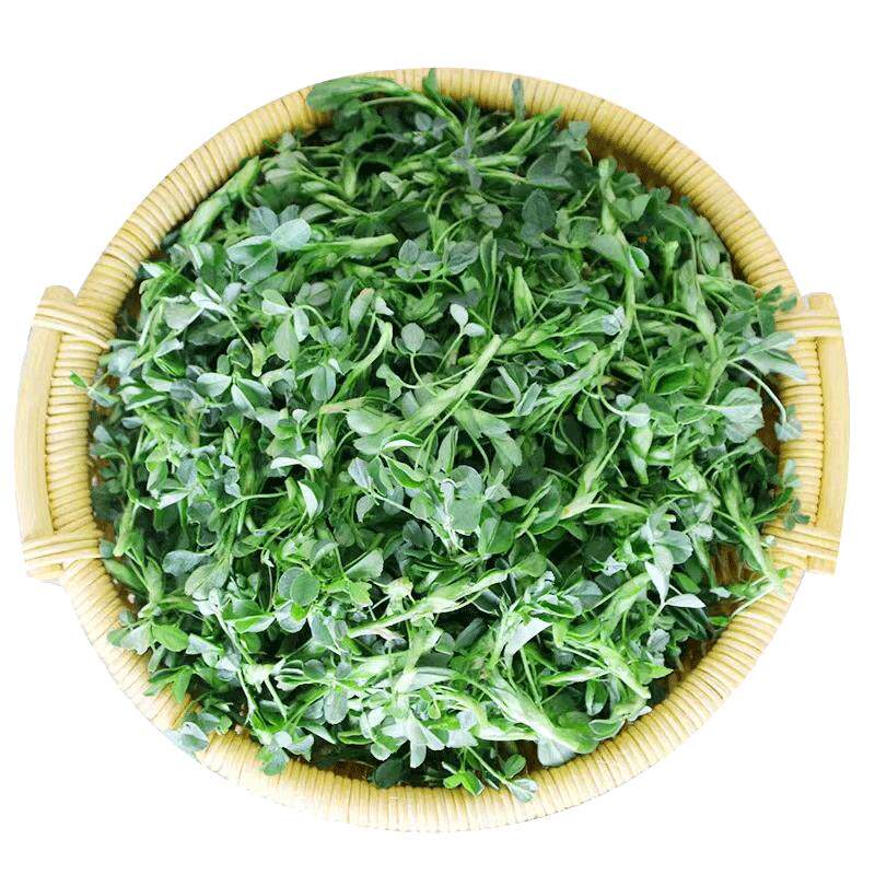 陕西头茬新鲜苜蓿菜正宗现摘蔬菜当季农家食用山野菜苜蓿芽苜蓿草