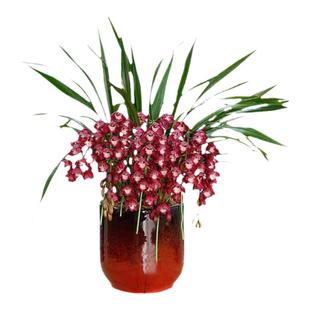 大花蕙兰盆栽带花苞绿植室内盆栽兰花剑兰春节年宵花卉客厅植物