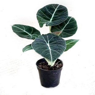 黑天鹅绒海芋网红观叶竹芋热带稀有北欧盆栽室内桌面办公耐阴绿植