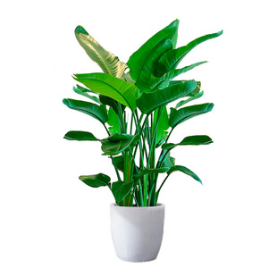 天堂鸟绿植室内客厅盆栽大型办公室落地植物花卉大叶花草北京同城