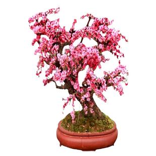 梅花盆栽老桩原生红梅腊梅绿梅白梅朱砂梅盆景花卉带盆耐寒植物