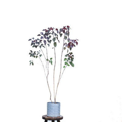 红叶乌桕室内耐阴树形优美