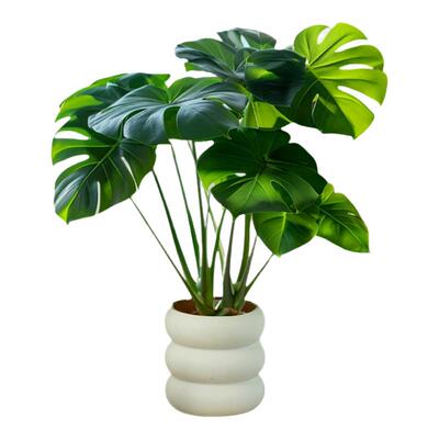 龟背竹绿植盆栽室内外好养易活