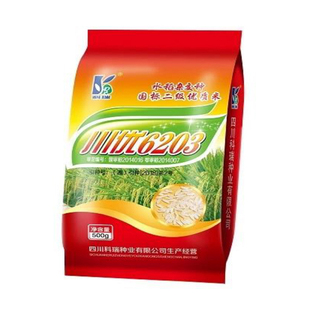 川优6203水稻种稻谷种分蘖强抗病抗倒伏泰国香米品种川优6203