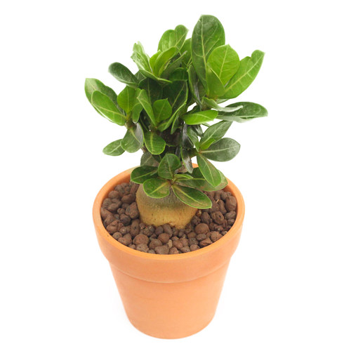 沙漠玫瑰盆栽花卉室内植物四季好养办公室防辐射老桩重瓣桌面花苗