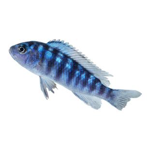 三湖慈鲷鱼马鲷迷你鹦鹉蓝六间小型淡冷水好养耐活热带观赏鱼宠物