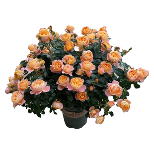 果汁阳台月季花苗灌木大花盆栽室内红果汁阳台多头玫瑰花苗棒棒糖