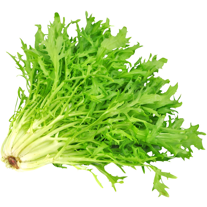 花叶苦菊种子蔬菜种子